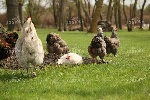 Free Range Chickens 161139