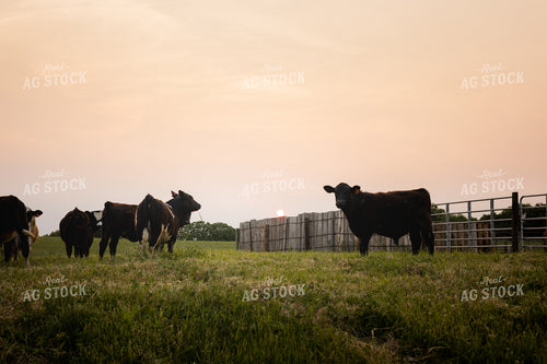Cattle on Pasture 281004