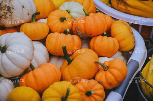 Mini Pumpkins 106005
