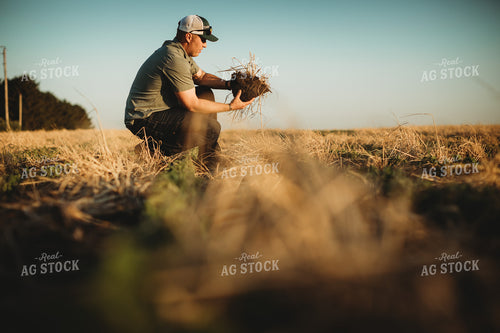 Farmer Agronomist with Soil in Soybean and Rye Cover Crop Field 5887