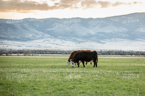Cattle in Pasture 81073