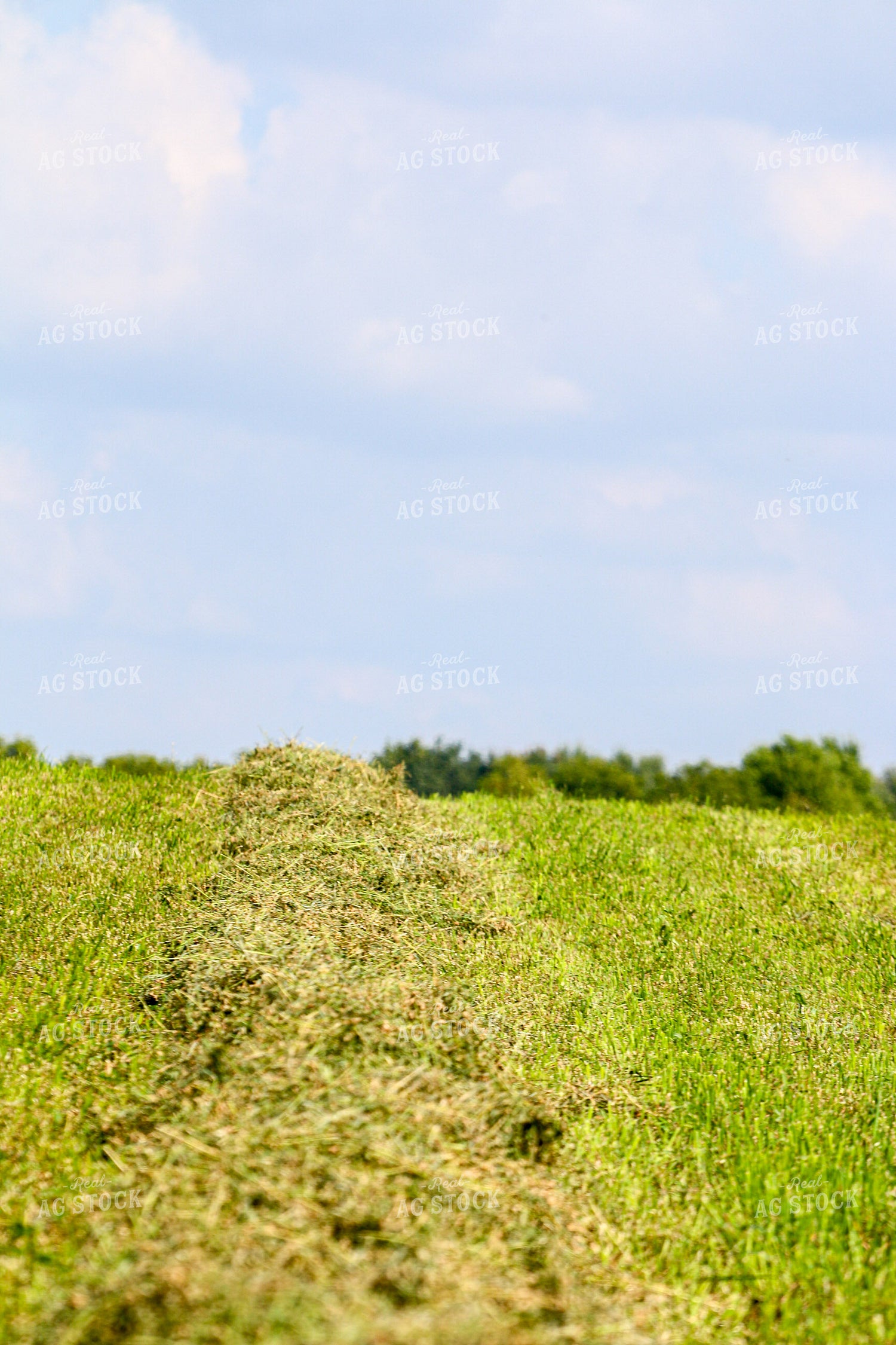 Harvesting Hay 160327
