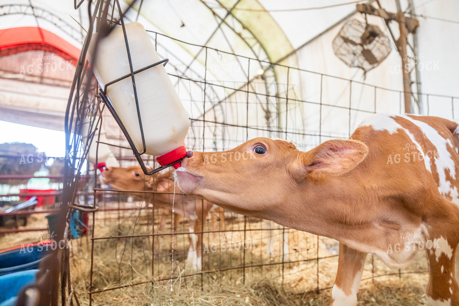 Guernsey Dairy Calf 270546