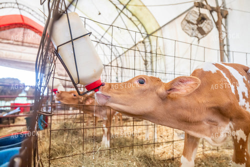 Guernsey Dairy Calf 270546