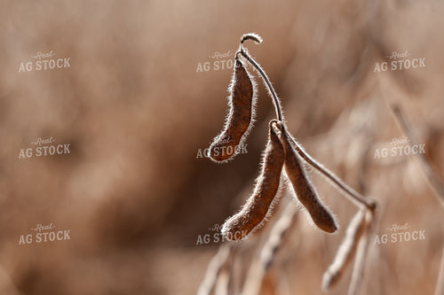 Dried Soybeans in Field 137105