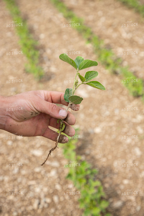 Farmer Scouting Early Growth Soybeans 1420005