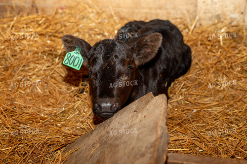 Calving Season 155534