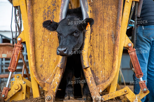 Cattle in Chute 208001