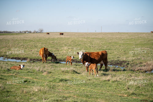 Hereford Cow Calf Pairs 212025