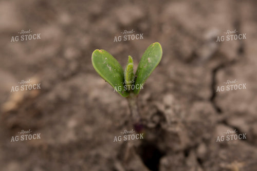 Soybeans - Early Growth 1395