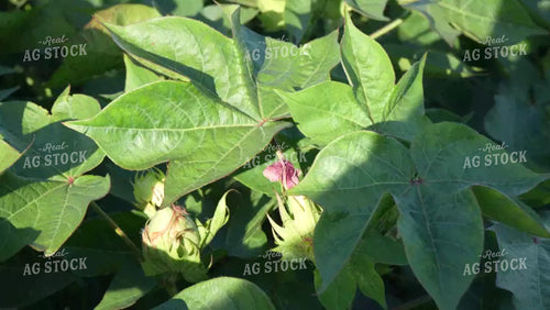 Cotton Field with Flowers in Bloom 80062