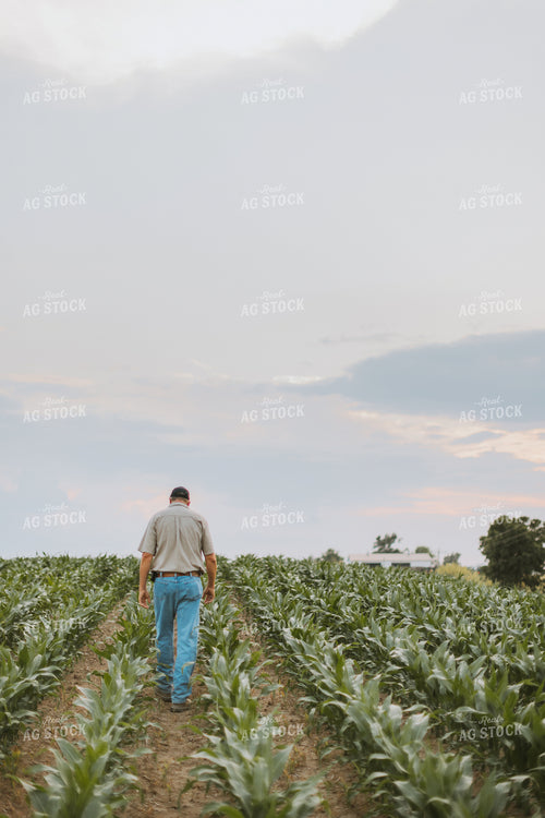 Farmers Scouting Corn Field 7807