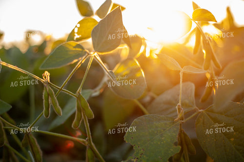 Soybeans - Mid-Season 1505