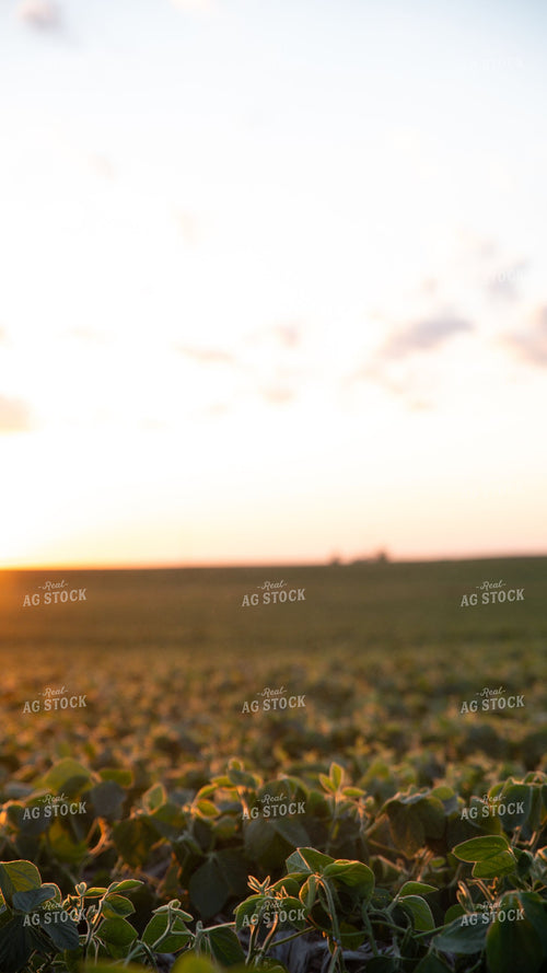 Early-Season Soybean Field at Sunrise 401020