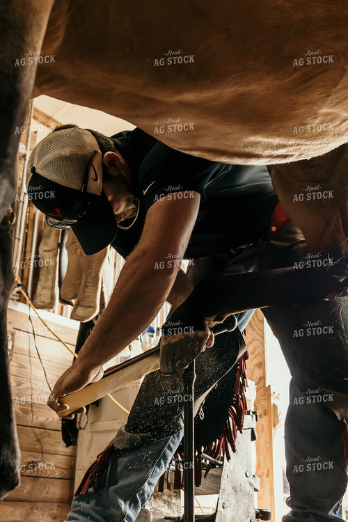 Farrier Trimming Hooves 52701