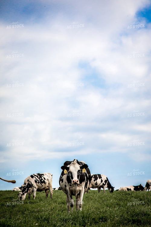 Holstein Cattle in Pasture 250106