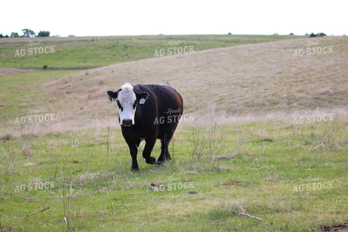 Black Baldy Cow 82535