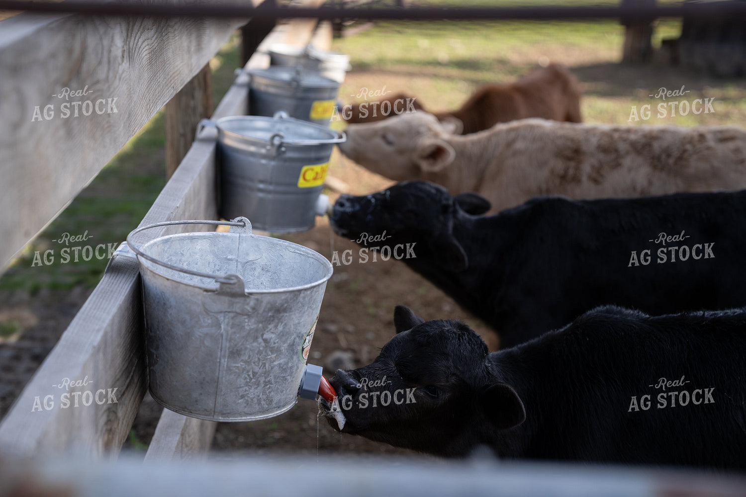 Group of Calves Feeding from Buckets on a Rural Farm 65364