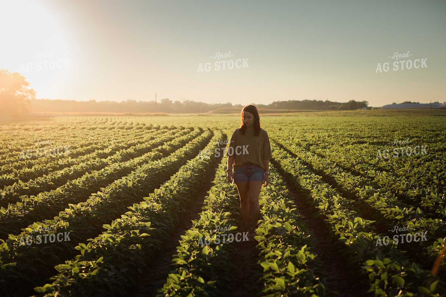 Farm Family Scouting Soybean Field 6081