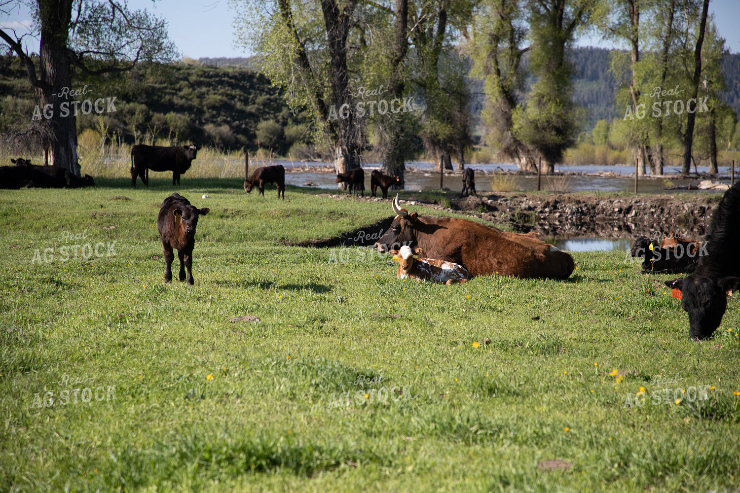 Cattle in Grassy Pasture with Creek in Background 117032