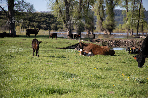 Cattle in Grassy Pasture with Creek in Background 117032