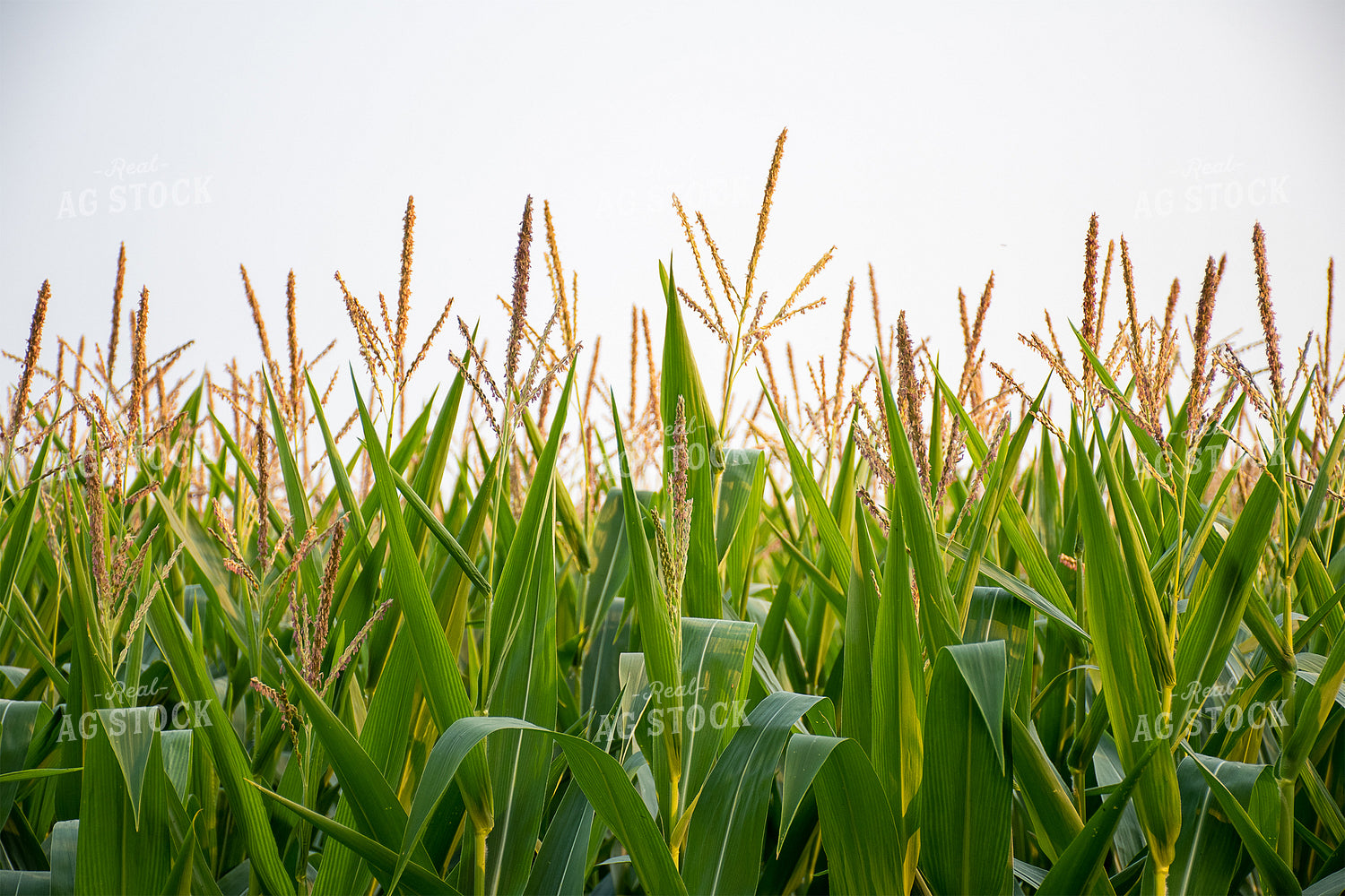 Tasseled Corn 50122