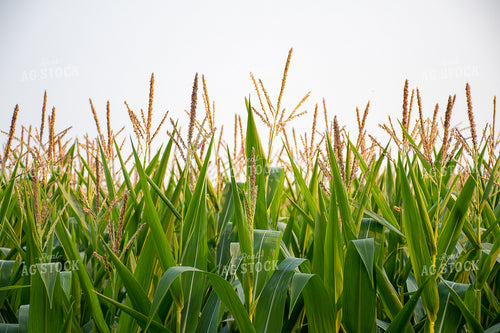 Tasseled Corn 50122