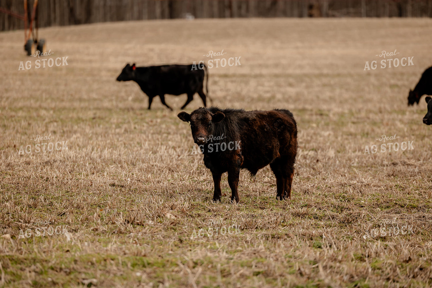 Black Angus Cattle Grazing 104047