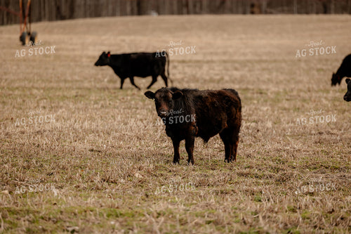 Black Angus Cattle Grazing 104047