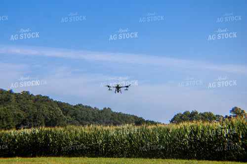 Drone Spraying Corn Field 101008