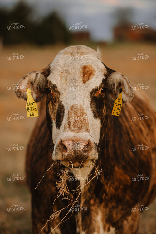 Braford Crossbred Cow 301018