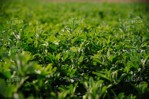 Alfalfa 137060