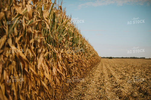 Corn Harvest 6563