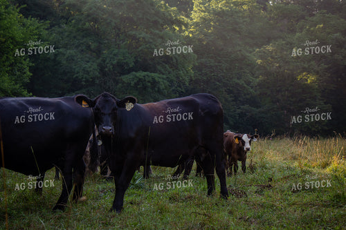 Black Angus Cattle on Pasture 268411
