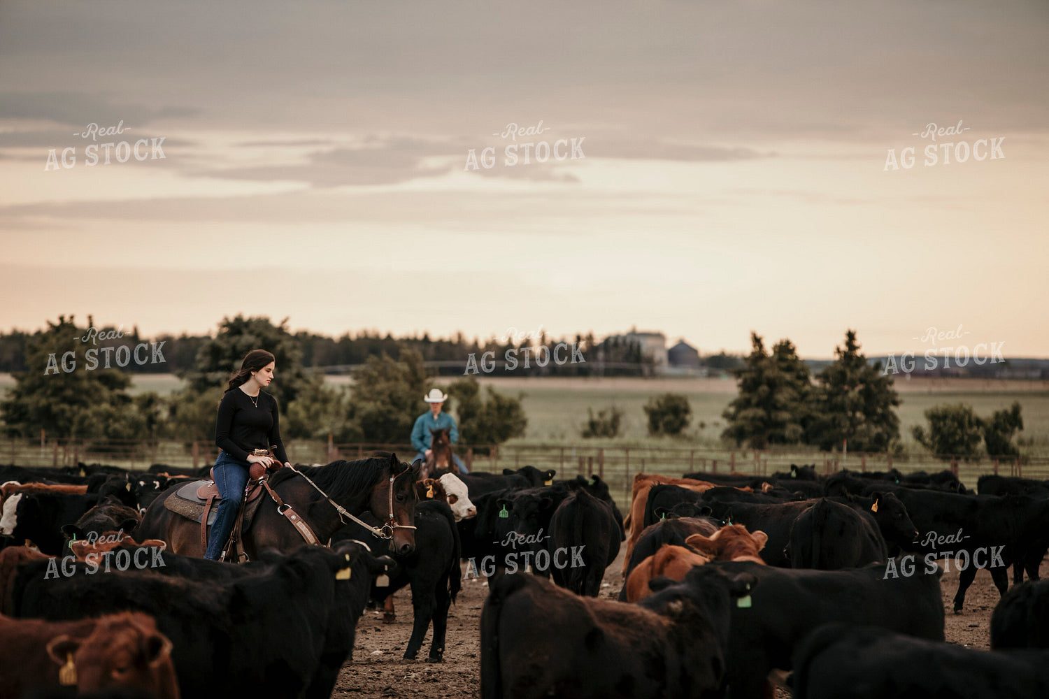 Feedyard 3103