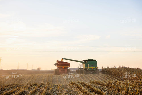 Corn Harvest 152359
