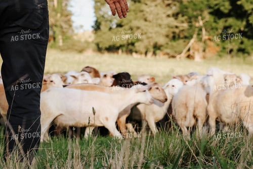Farmer Herding Sheep 220018