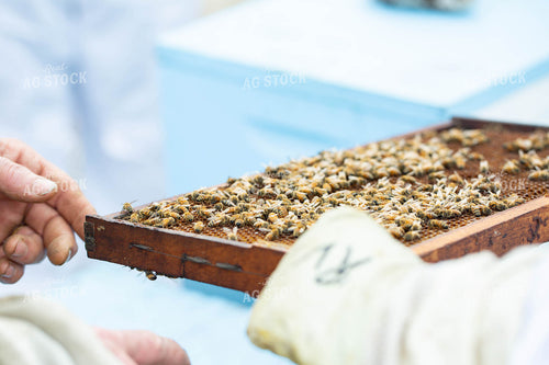 Harvesting Honey 161060