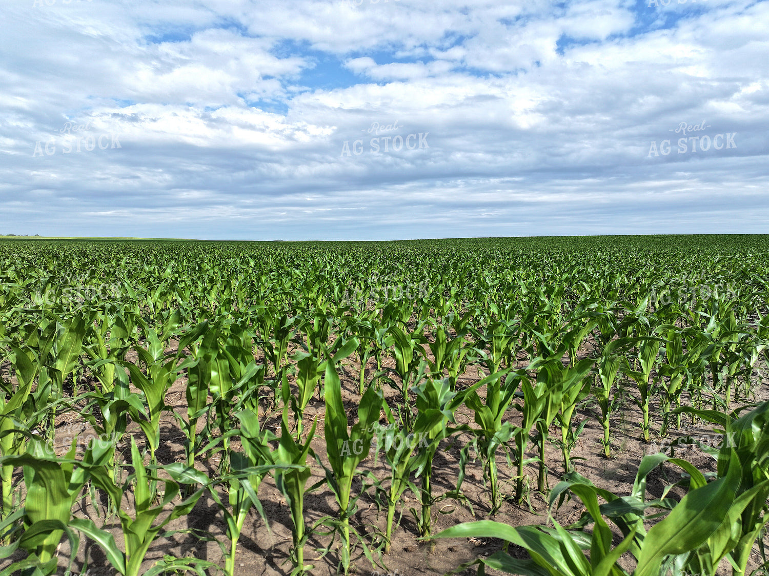 Midseason Corn Field 141326