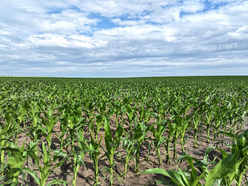 Midseason Corn Field 141326