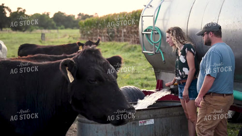 Farm Family Watering Cattle in the Pasture - 380