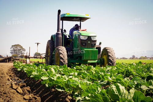 Working Lettuce Field 148011
