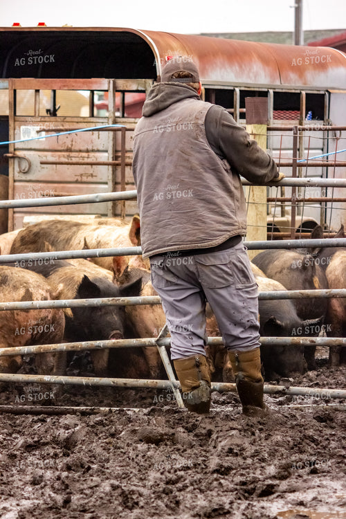 Moving Pigs 155108