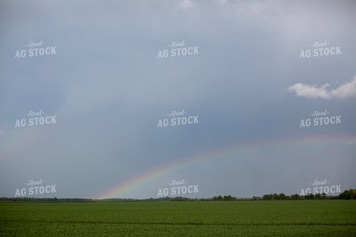 Soybeans - Mid-Season 1484