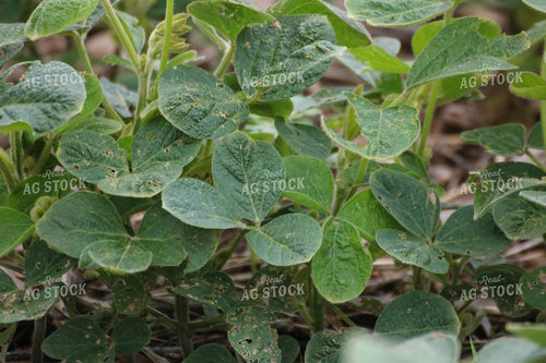 Soybean Field 82495