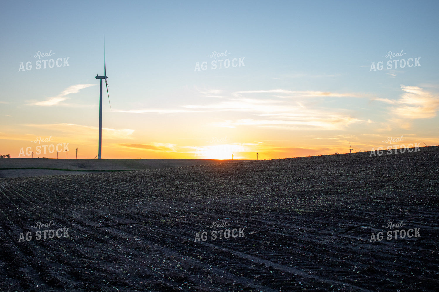 Soybean Field with Windmills 67117