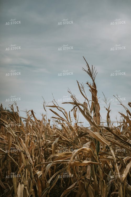 Dry Corn Field 5274