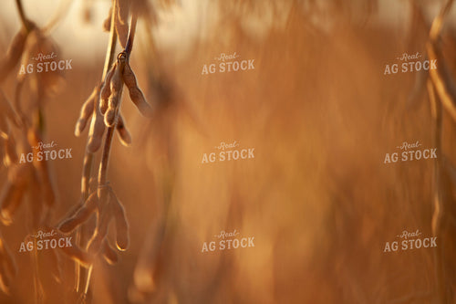 Soybeans - Dry 1605