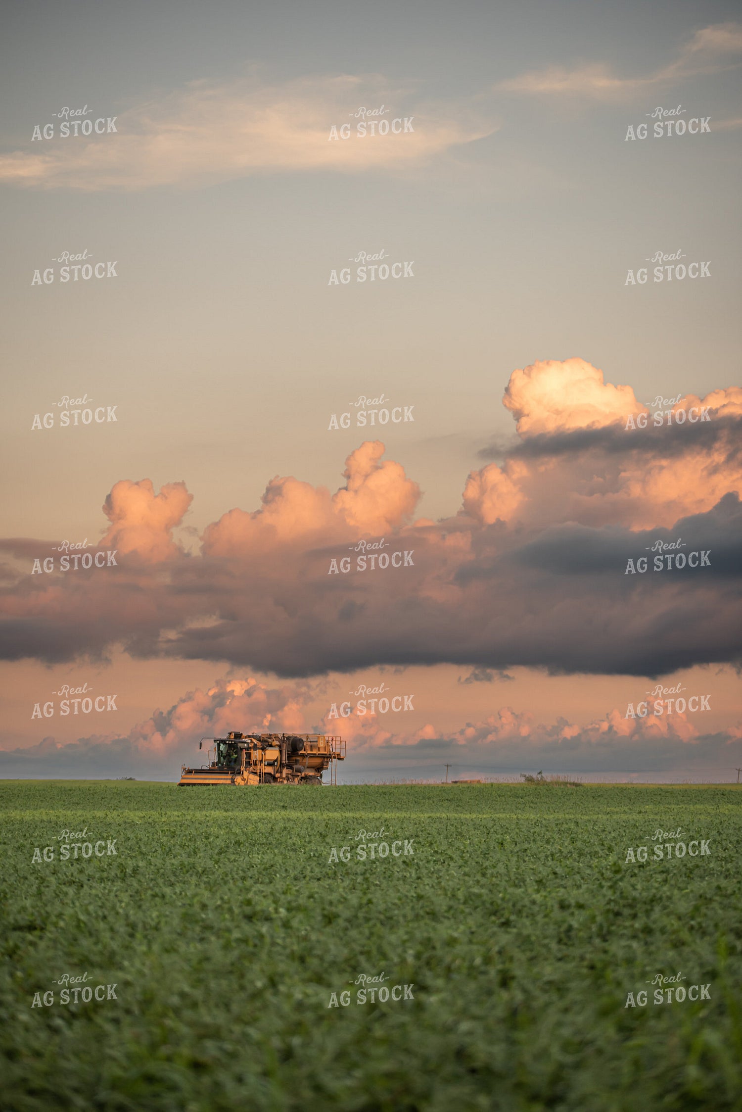 Harvesting Peas 76162