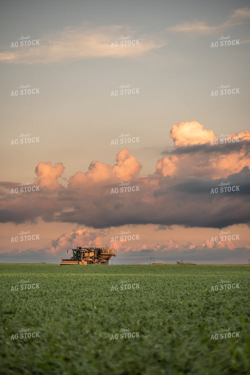 Harvesting Peas 76162